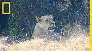 Coexisting With the Lions of Botswana | National Geographic