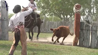 Pialadas de vacunos destacadas en Estancia San Juan Abril 2023 Feliciano (Entre Rios)