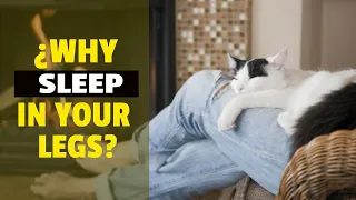 🐱💤Why CATS *Love* SLEEPING Between Your Legs?