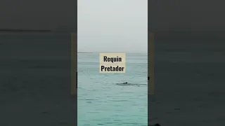 un jeune russe attaqué et tué par un requin en Egypte, la terrible scène filmée depuis la plage