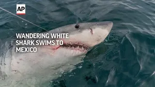 Wandering great white shark tracked as it swims to Mexico