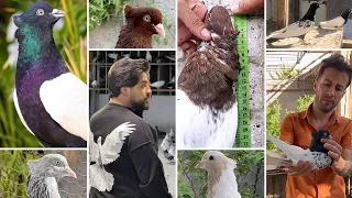 На любой вкус и цвет! Игровые голуби Ирана | TOP Iranian pigeons 🤩🔥  کبوترهای زیبای ایران