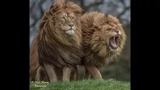 BIG CATS CHALLENGE - Nat Geo Wild Channel .