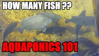 How Many Fish For Aquaponic System | Fish to Grow Bed Ratio