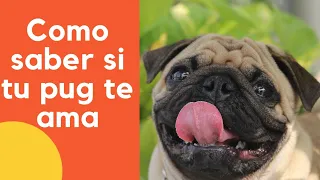 😍❤️😍Como saber si tu pug te ama😍❤️😍