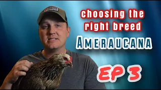 How To: Chicken Breeds for the BEGINNER:  EP3 The Ameraucana the most PATRIOTIC of poultry!