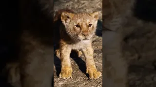 Attitude...The lion king whatsapp full status......