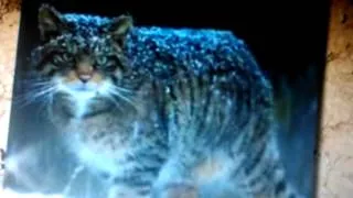 save the scottish wildcat (aka highland tiger )