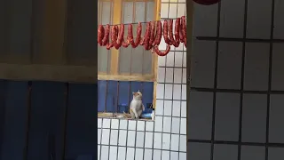 The Cat Wants To Eat Sausage, But It Is Out Of Reach. | Pets Funny World