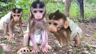 Popo monkeys go looking for food