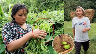 going down to our farm house || taking pumpkin shoots & wild fiddlehead fern veg @bhumicooking