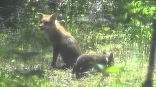 Mother Fox and Her Babies