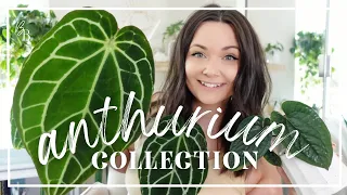 My ENTIRE Anthurium Collection (so far) | How To Care For Anthuriums | Plant Collection 2023