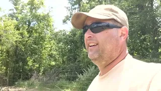 Using cattle to seed and grow alfalfa.