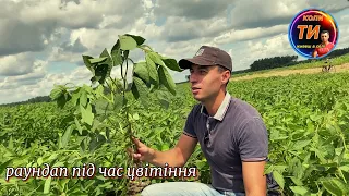 Повідпадали боби,посох цвіт😂говорили не кропи раундапом сою❌під час цвітіння та формування бобів❗️