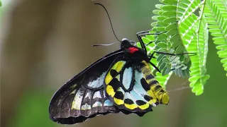 Birdwing Butterfly Gully - Ornithoptera richmondia Complete Life Cycle