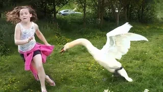 Hilarious Goose Trolling Children || Funny Babies and Pets