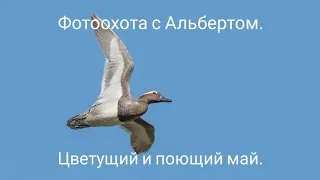 Фотоохота с Альбертом.  Цветущий и поющий май.