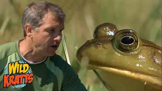 What if You Could Leap Like a Bullfrog?! | Wild Kratts "Aquafrog"