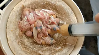 Hand Feeding White Society Finch Baby Day 14 2021