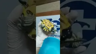 Penis prolapse in a turtle - Veterinary Video