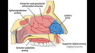 Arterial Supply & Venous Drainage of Nasal Cavity