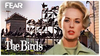 A Murder Of Crows | The Birds (1963)