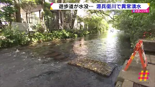 遊歩道が水没…源兵衛川で異常湧水（静岡県）