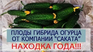 Плоды от гибрида огурца "САКАТА" №49 (12-03-2018)