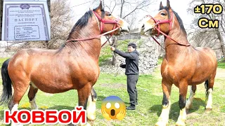 КОВБОЙ-ӨТӨ ЖООН 🐎 АТ 😱 ПАСПОРТУ МЕНЕН