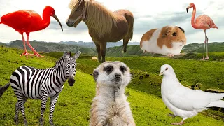 Farm Animal Sounds : Hippo, Squirrel, Sheep, Goat, Bear, Toucan ... | Animal Moments