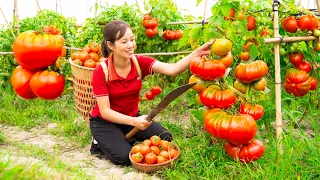 Harvest Ripe Tomatoes Go to the market sell - Cook meat with Tomato sauce - Take care of animals