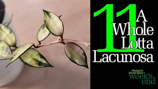 A WHOLE LOTTA LACUNOSA - 11 Hoya Lacunosa - Giant Leaf, Durian Perangin, Laos, Mr Tent, and more