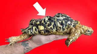 Bubbles, the Soft-Shelled Tortoise: From Neglect to Rescue