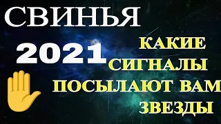 Свинья в 2021 году, в год Металлического Быка. Восточный гороскоп на 2021 год.