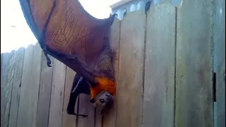 Rescuing a flying-fox with his leg stuck in a fence:  this is Claude