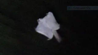 Flying Squirrels Gliding - Nocturnal Foraging