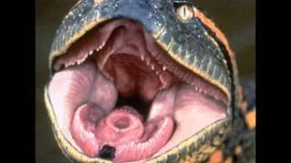 Prank call - Baby Anaconda