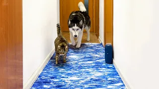 Will Dogs And Cats Believe in Fake Water?  Funny Reacts Husky Puppy