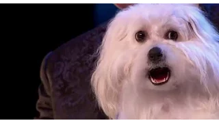 Шок:Говорящая собака на британском Шоу талантов