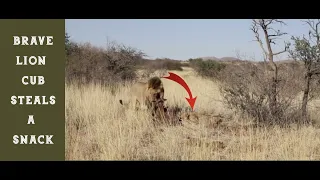 Brave Lion cub steals a snack