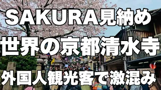 【4K】2024年4月8日（月）SAKURA見納め！人気観光地、京都清水寺は外国人観光客で激混み。Last chance to see SAKURA! Kiyomizu-dera Temple.