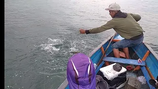 lagi lagi casting di sambar ikan baracuda