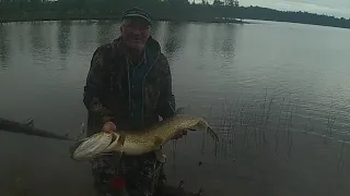 Kalastusretkellä Norjassa. Isoja haukia ja ahvenia saaliina.              Övre Pasvik nasjonalpark.