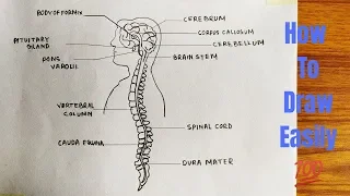 How to draw diagram of Central Nervous system easily - step by step