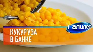 Галилео 🌽 Кукуруза в банке