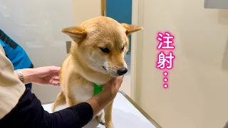 注射だとわかった途端、笑顔が一変絶望に落とされる柴犬