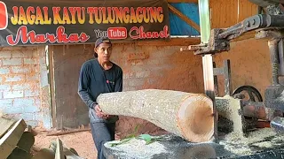 Biarpun kecil kayu Akasia ini Galihnya hampir penuh saat digergaji...