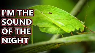 Katydid facts: called bush crickets but that's confusing! | Animal Fact Files