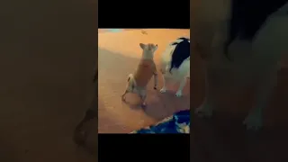 😂🤣Funny🤣🤣Like and Subscribe 🤣 #best #reels #shorts #funny #dog #dance #epic #fail RB Memes Edit